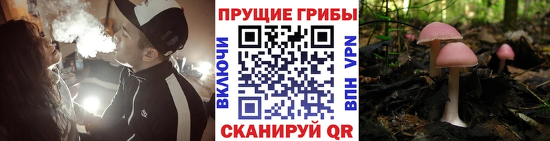 Псилоцибиновые грибы MAGIC MUSHROOMS  продажа наркотиков  Камень-на-Оби 